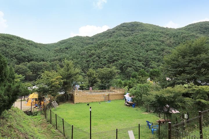 트리독스 애견전용캠핑장