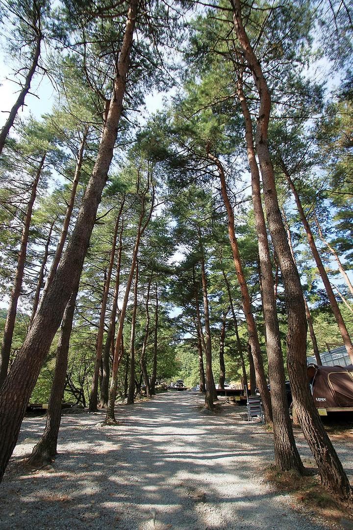 대관령 솔내음 오토 캠핑장